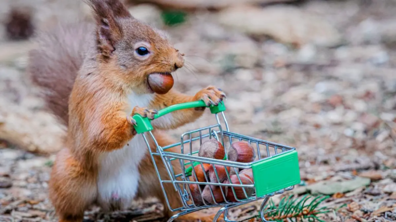 squirrel.png
