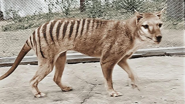 Thylacine.png